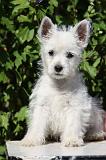 WESTIE 154